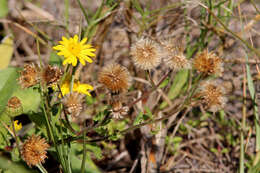 Image of false goldenaster