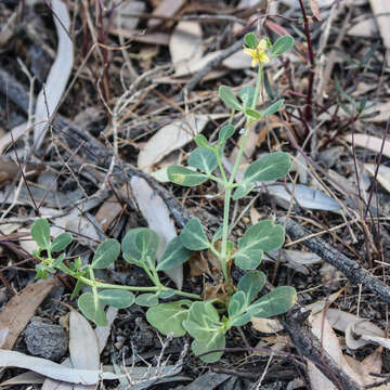 Image of Roepera glauca (F. Müll.) Beier & Thulin