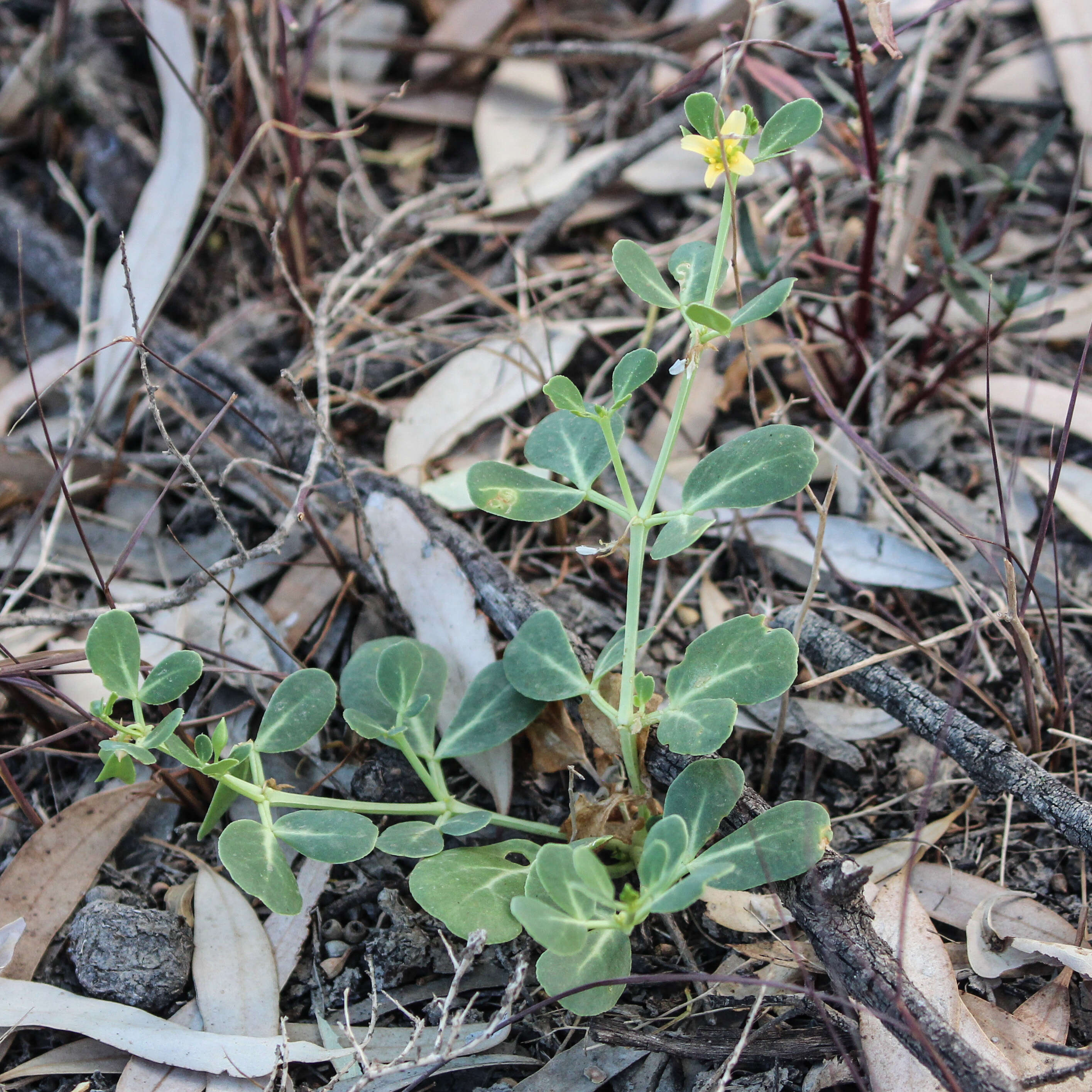 صورة Roepera glauca (F. Müll.) Beier & Thulin