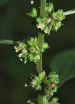 Image of erect pellitory-of-the-wall