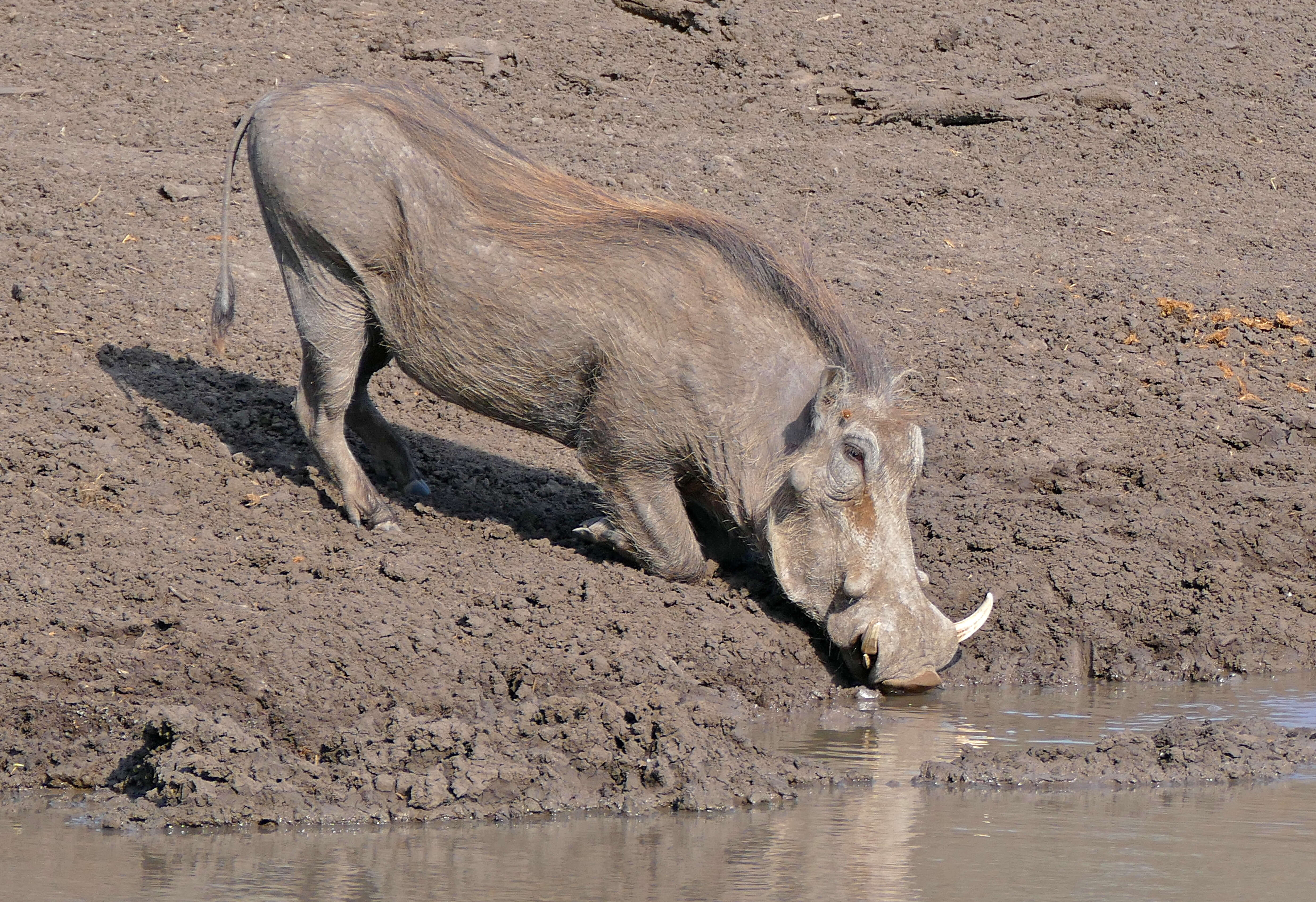 Image of Phacochoerini