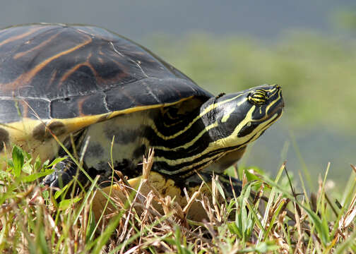 Image of Peninsula Cooter