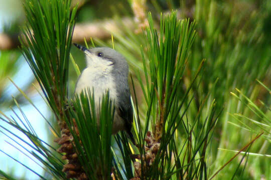 Image of Pygmy Nuthatch