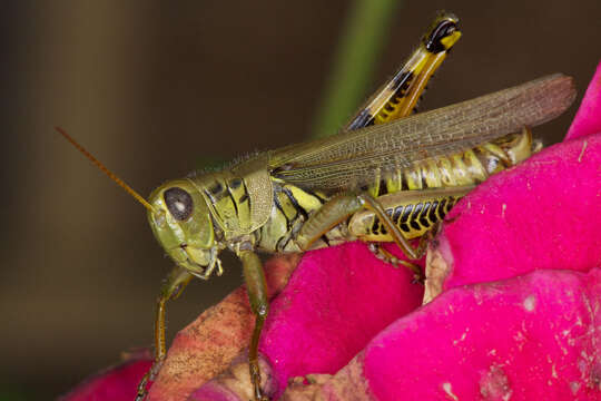 Melanoplus differentialis (Thomas & C. 1865)的圖片