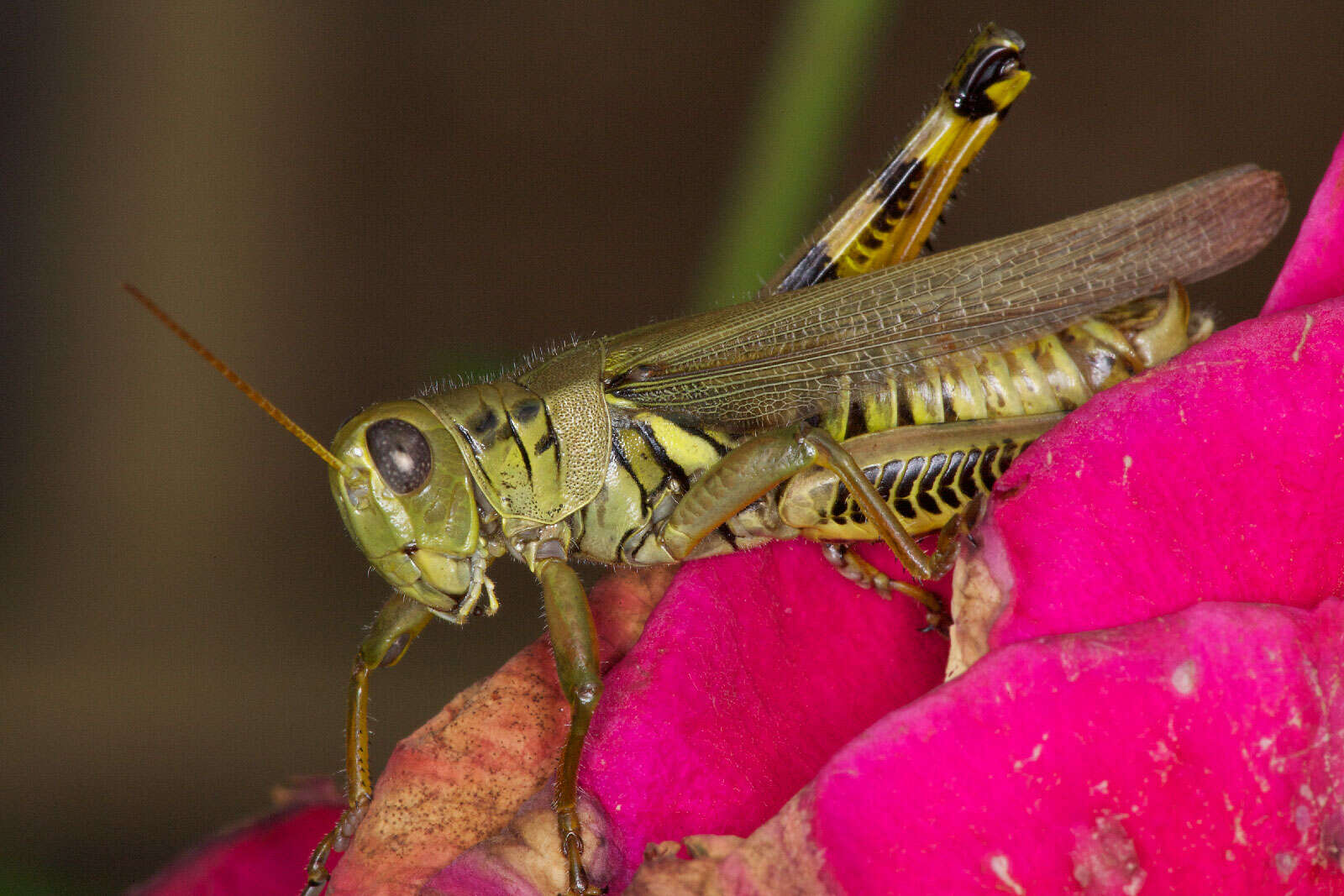 Sivun Melanoplus kuva