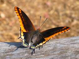 Image of Two-tailed Pasha