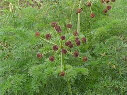 Lomatium multifidum (Nutt.) R. P. Mc Neill & Darrach resmi