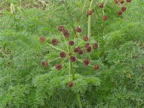 Image of carrotleaf biscuitroot