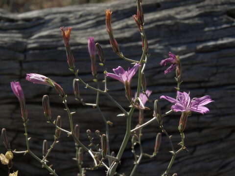 Sivun Stephanomeria exigua Nutt. kuva