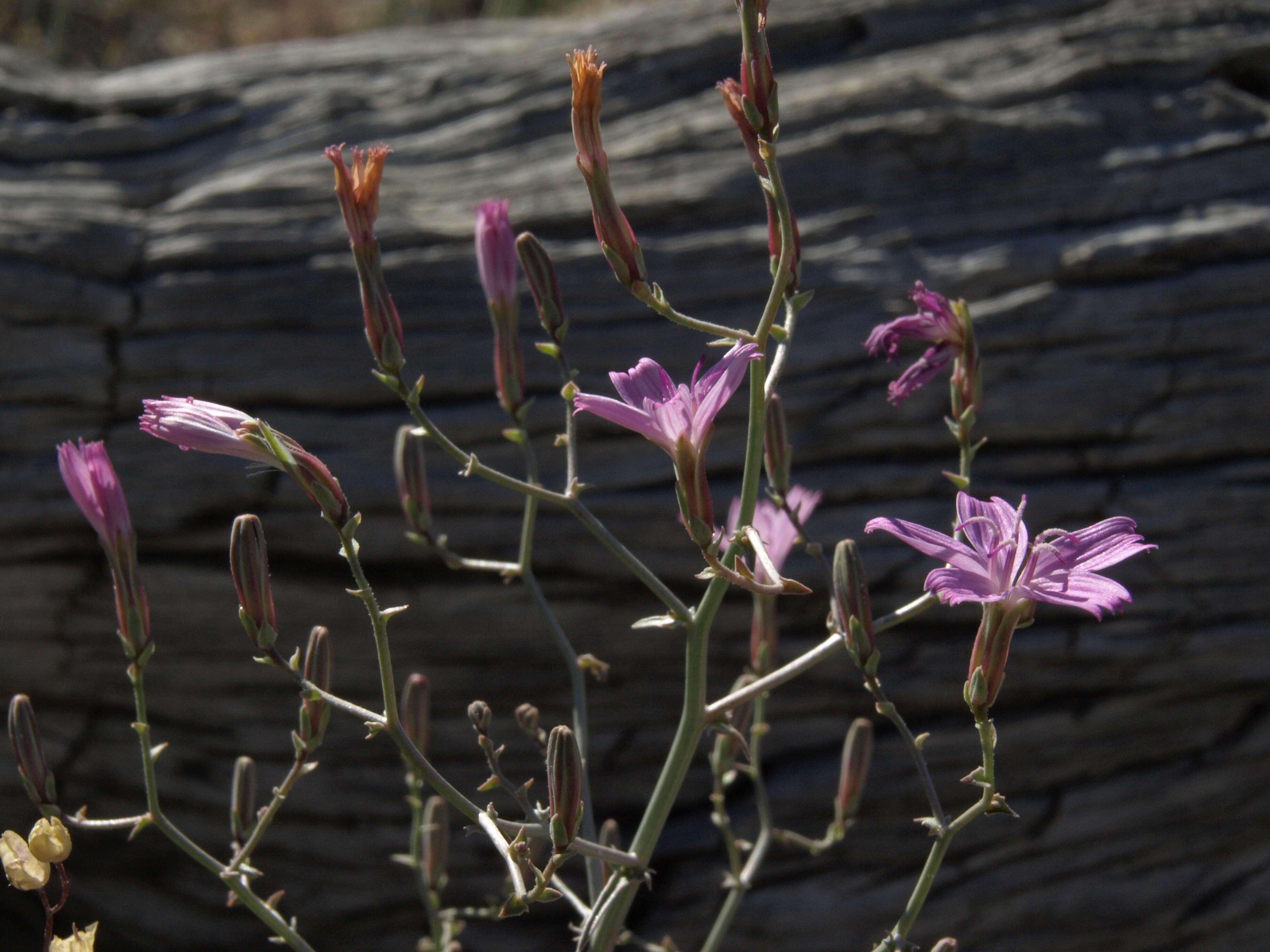 Sivun Stephanomeria exigua subsp. coronaria (Greene) Gottlieb kuva