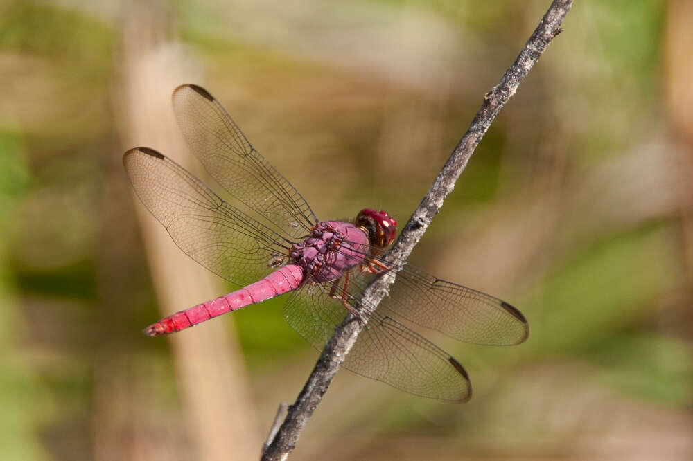 Image of Carmine Skimmer