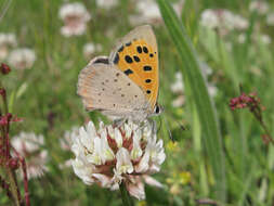 Image of Lycaena