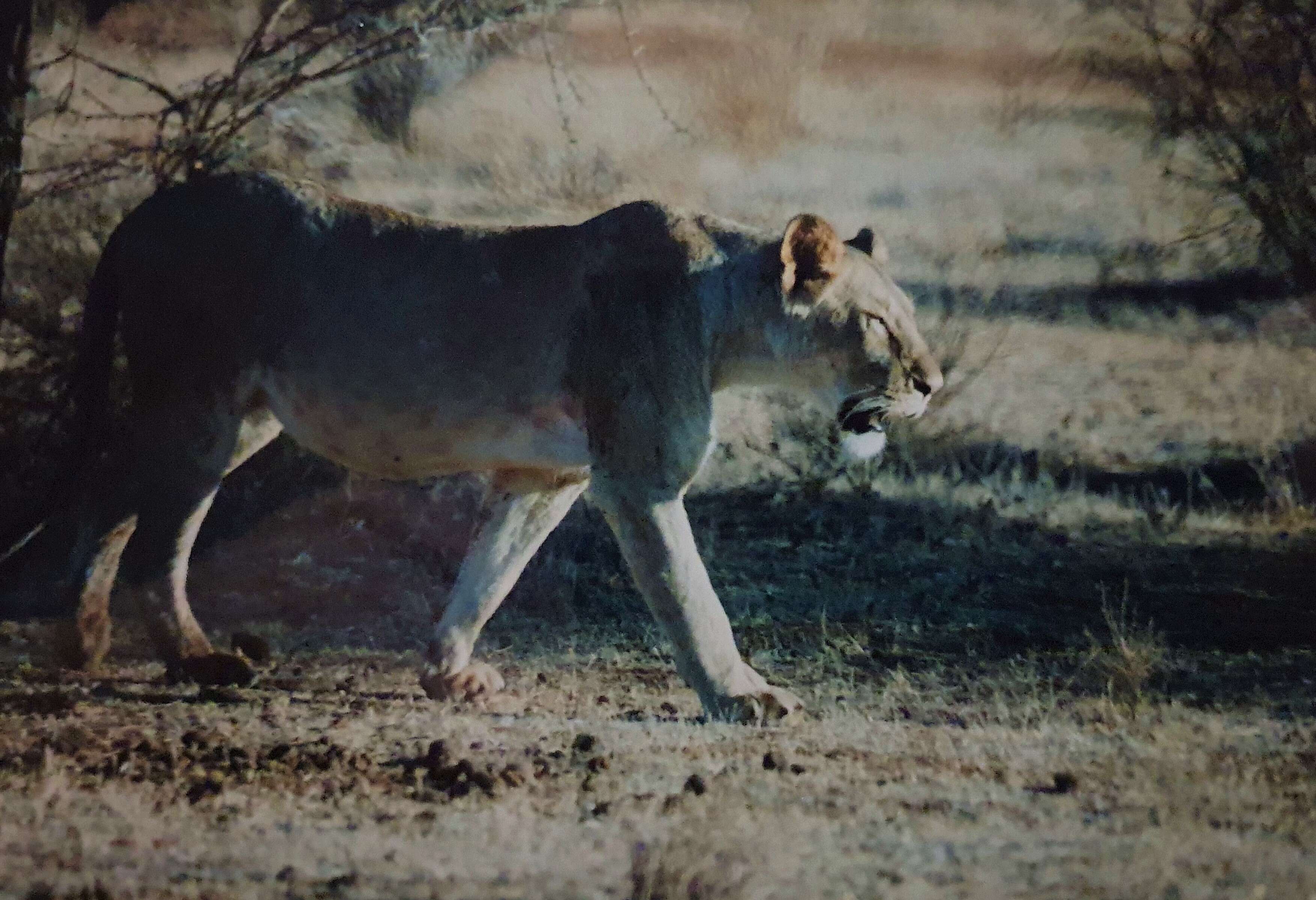 Image of big cats