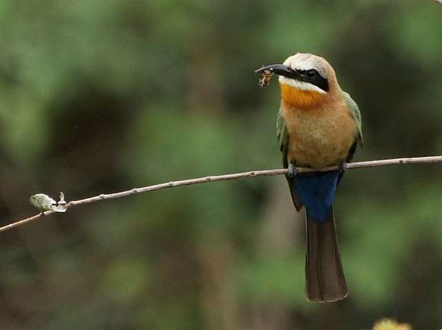 Image of White-fronted Bee-eater