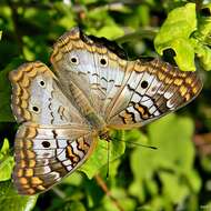 Image of White Peacock