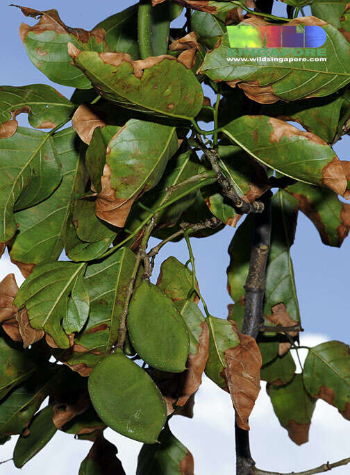 Image of Pongamia pinnata