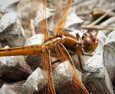 Image of Libellula Linnaeus 1758