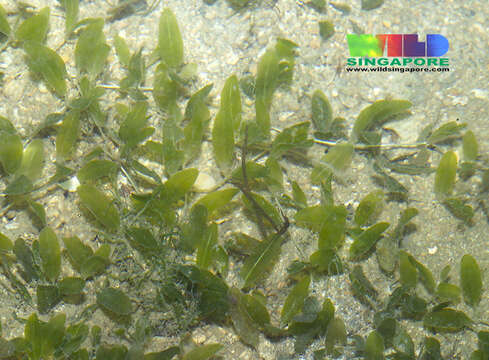 Image of seagrass