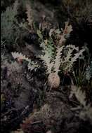 Image of Banksia hiemalis (A. S. George) K. Thiele