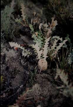 Imagem de Banksia hiemalis (A. S. George) K. Thiele