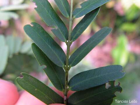 Image de Machaerium isadelphum (E. Mey.) Standl.