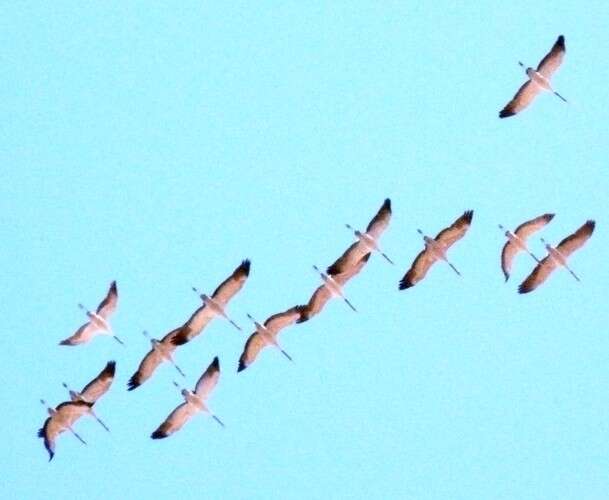 Image of Common Crane