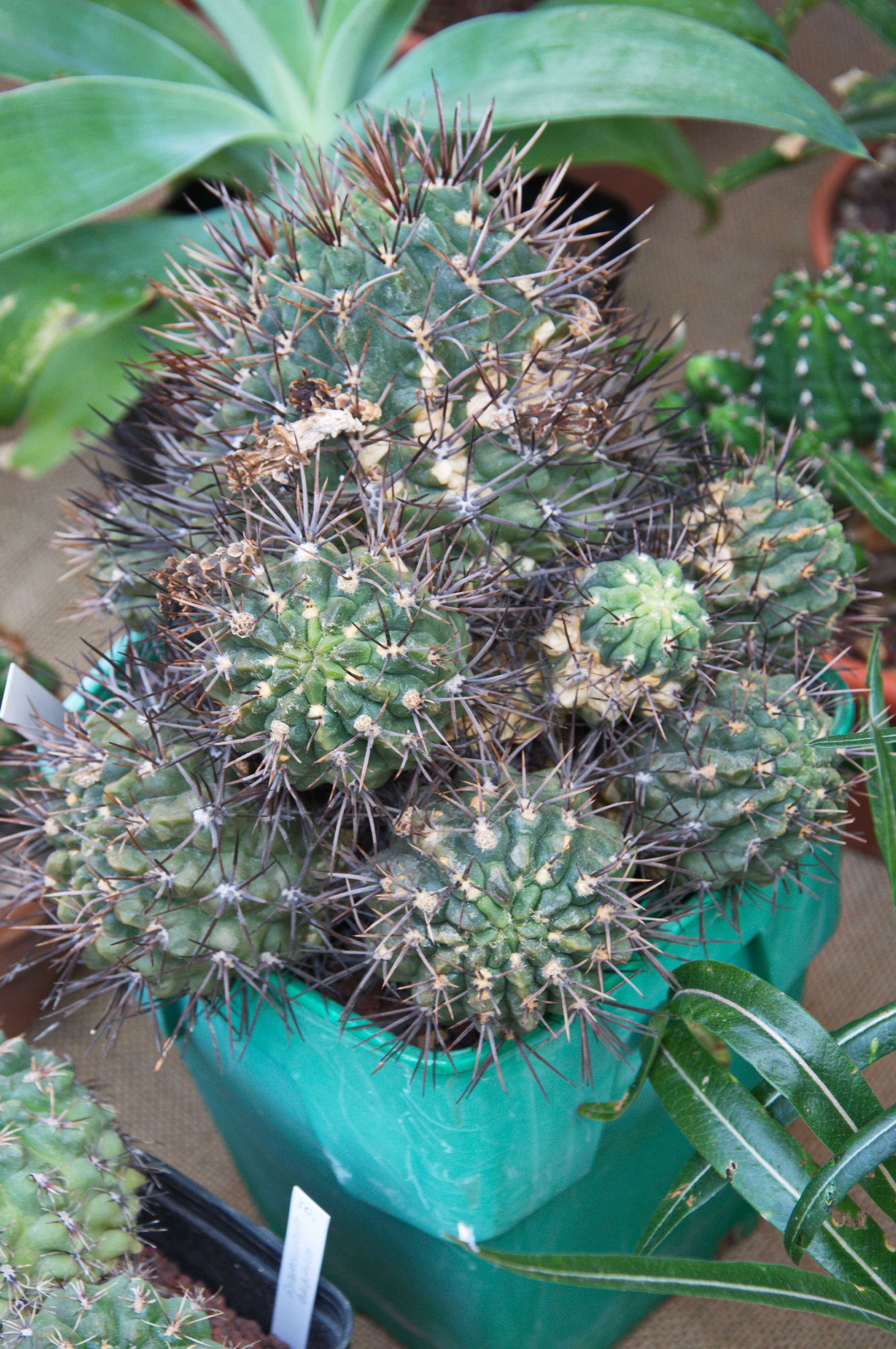 Image of Cactaceae