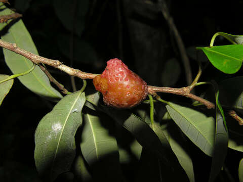 Image of Guiana brosimum