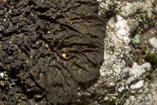 Image of jelly lichen