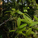 Acalypha stenophylla K. Schum. resmi