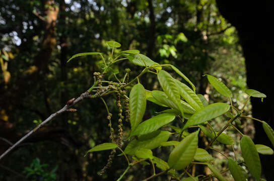 Image of Acalypha stenophylla K. Schum.