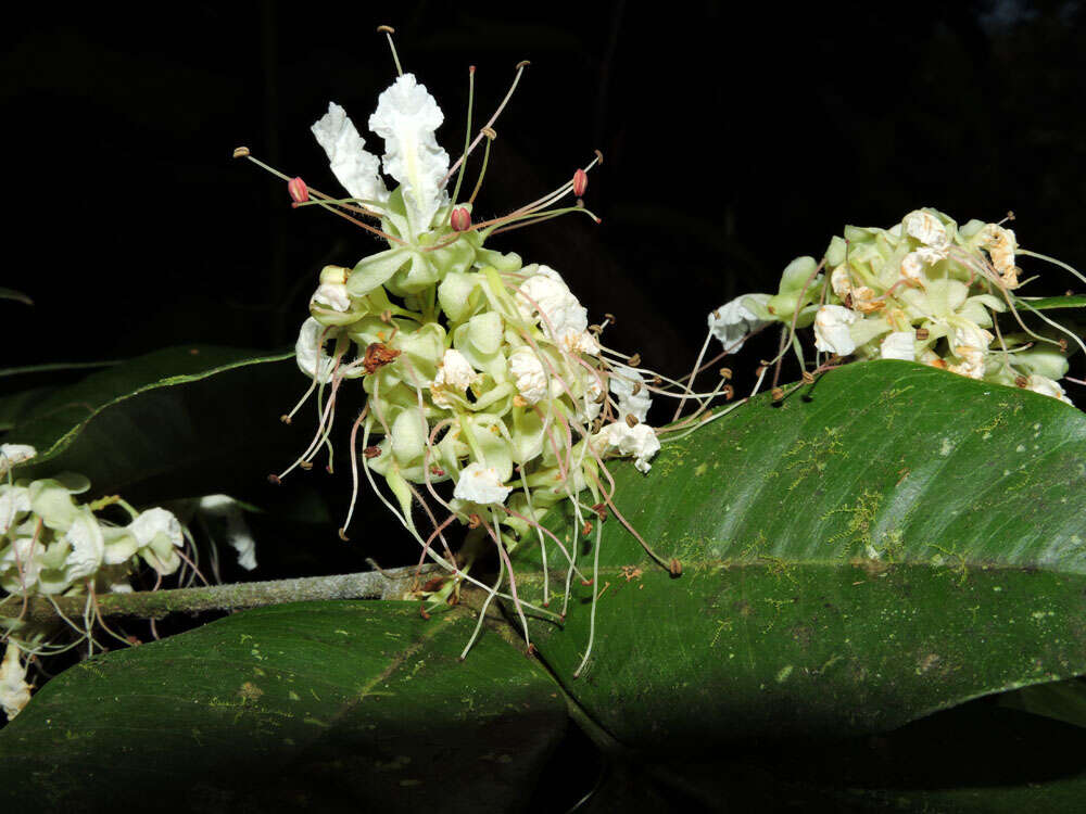 Image of Macrolobium costaricense W. C. Burger