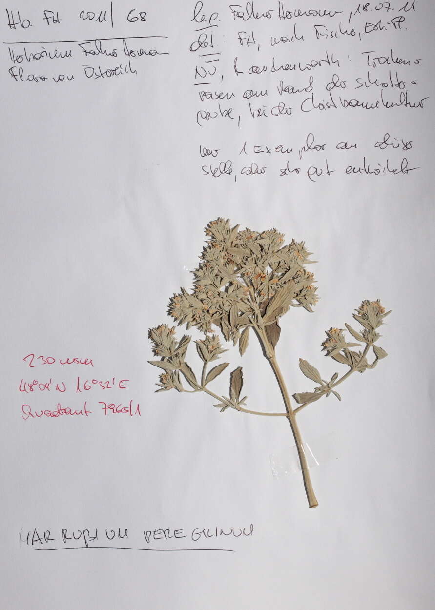 Image of horehound