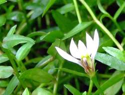 Image de Lobelia chinensis Lour.