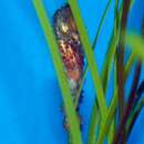 Image of Dwarf Seahorse