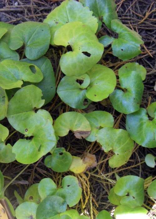 Image of Wild ginger