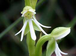 Plancia ëd Habenaria juruenensis Hoehne