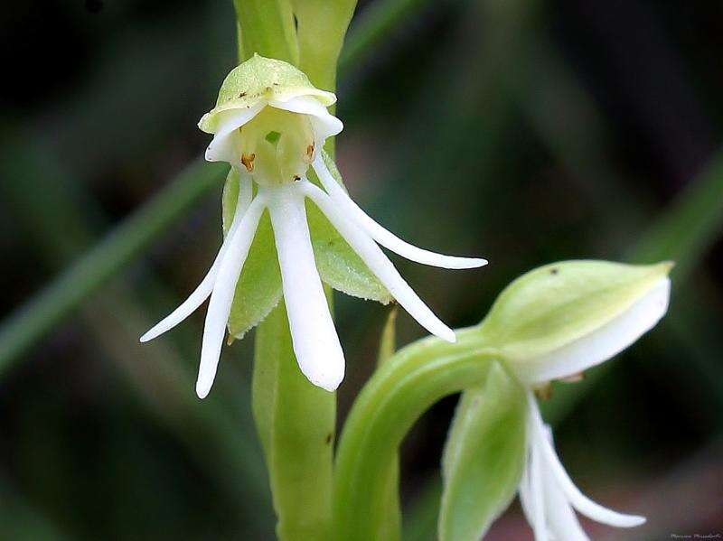 Image of Habenaria juruenensis Hoehne