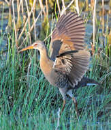 Image of Mangrove Rail