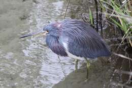 Image of Egretta Forster & T 1817