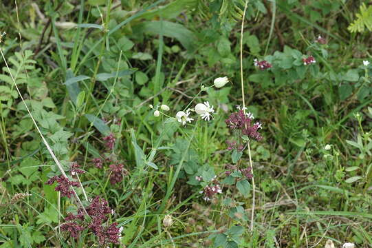 Image of Bladder Campion