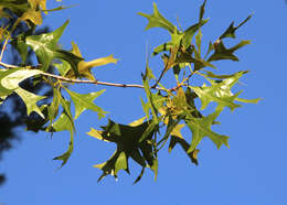Image of Turkey Oak