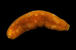 Image of sea cucumbers