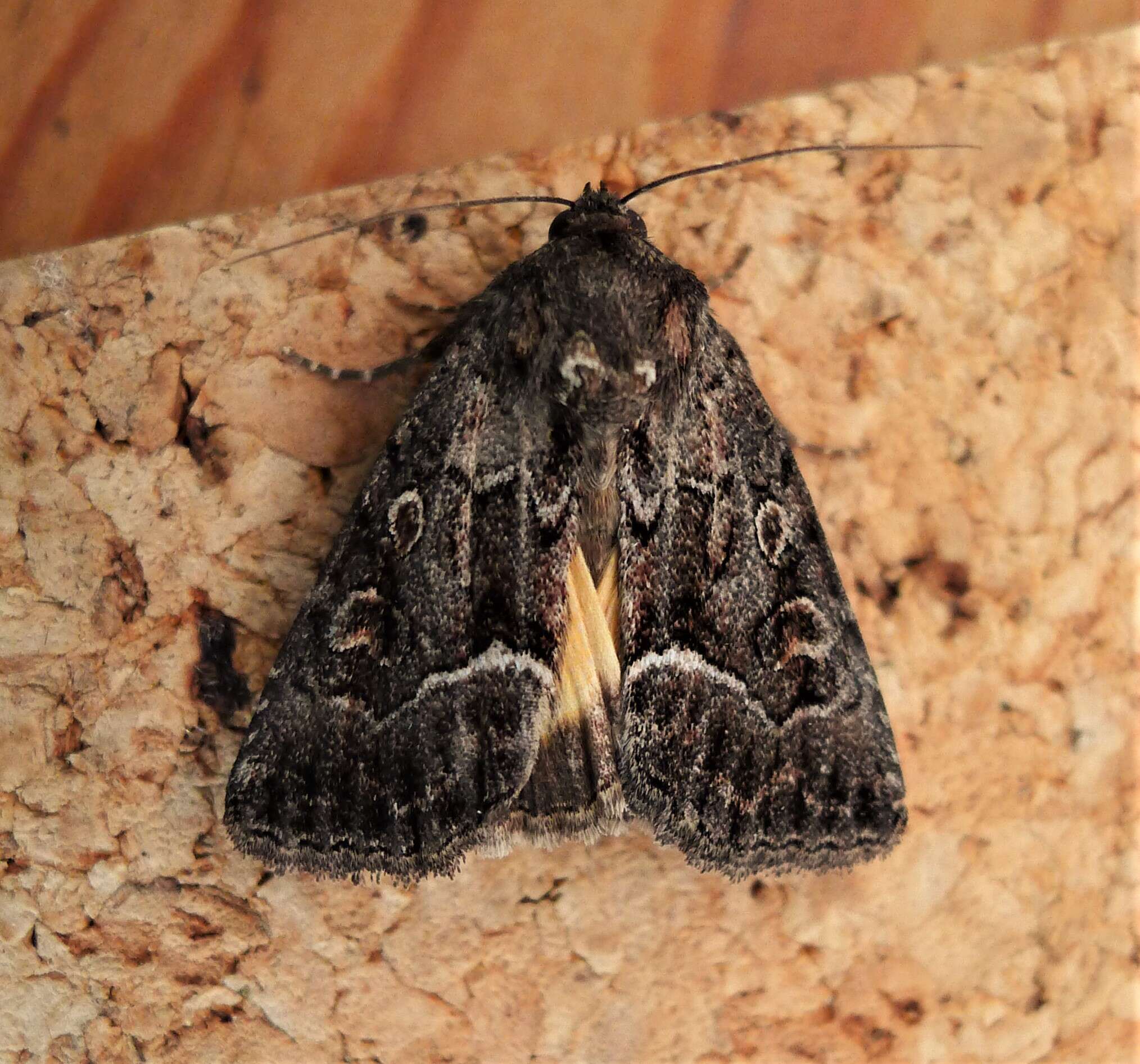 Image of straw underwing