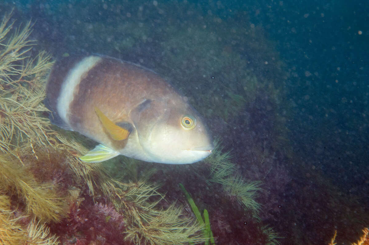 Image of Blue-throated parrotfish