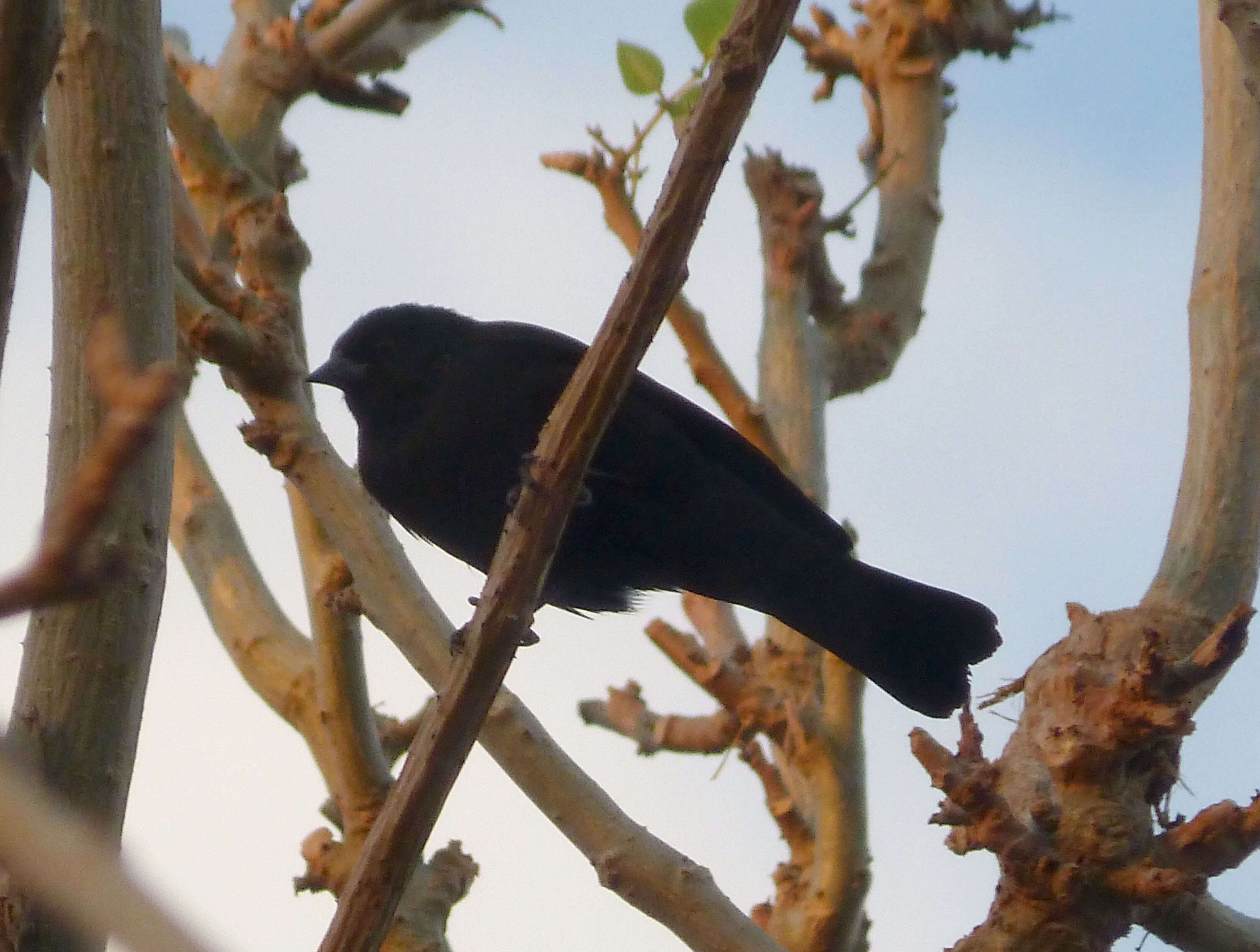 Image of Cowbird