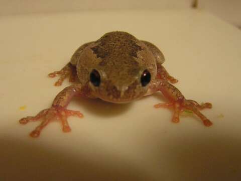 Image of Bleating Tree Frog