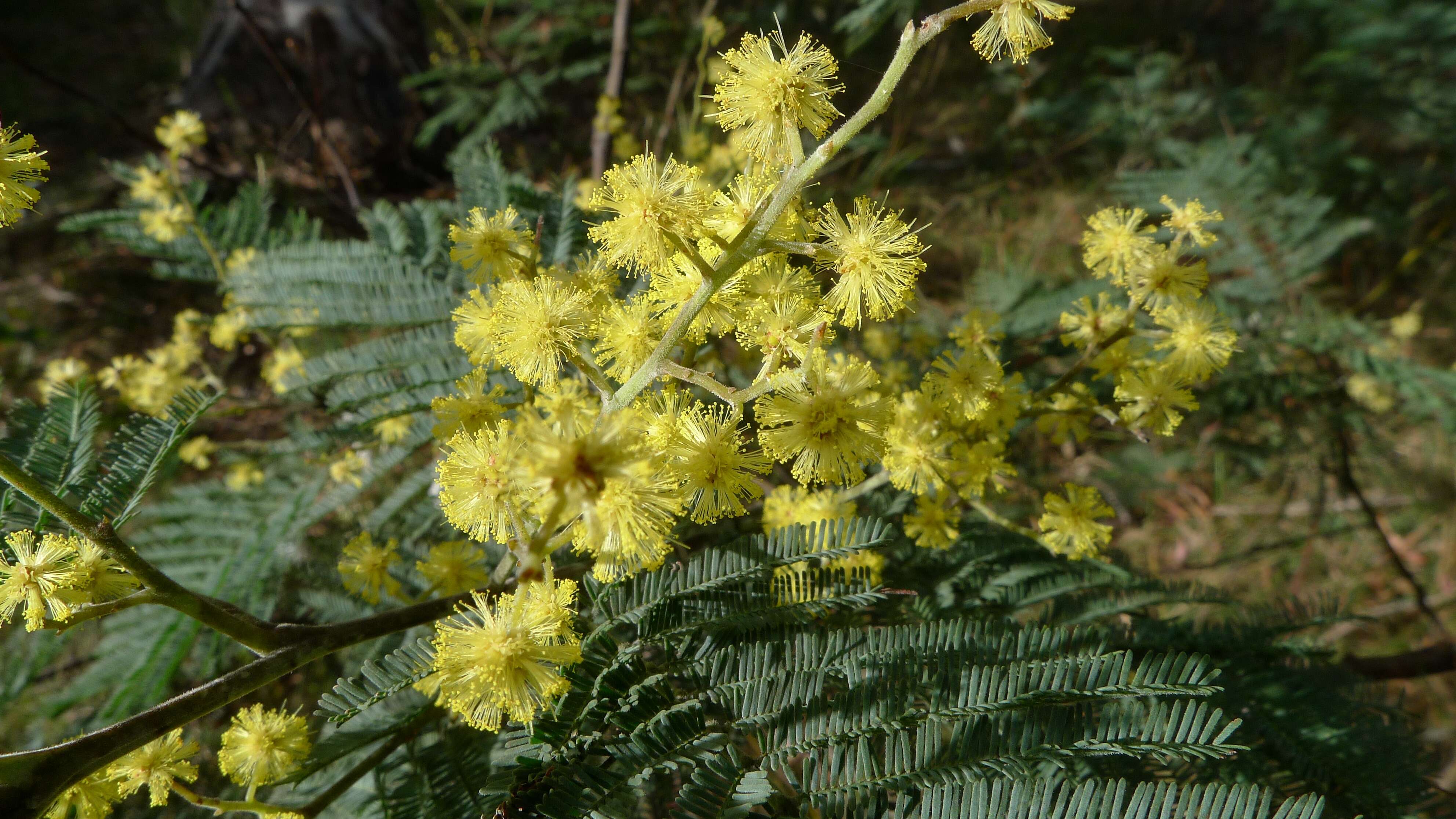 Image of Silver Wattle