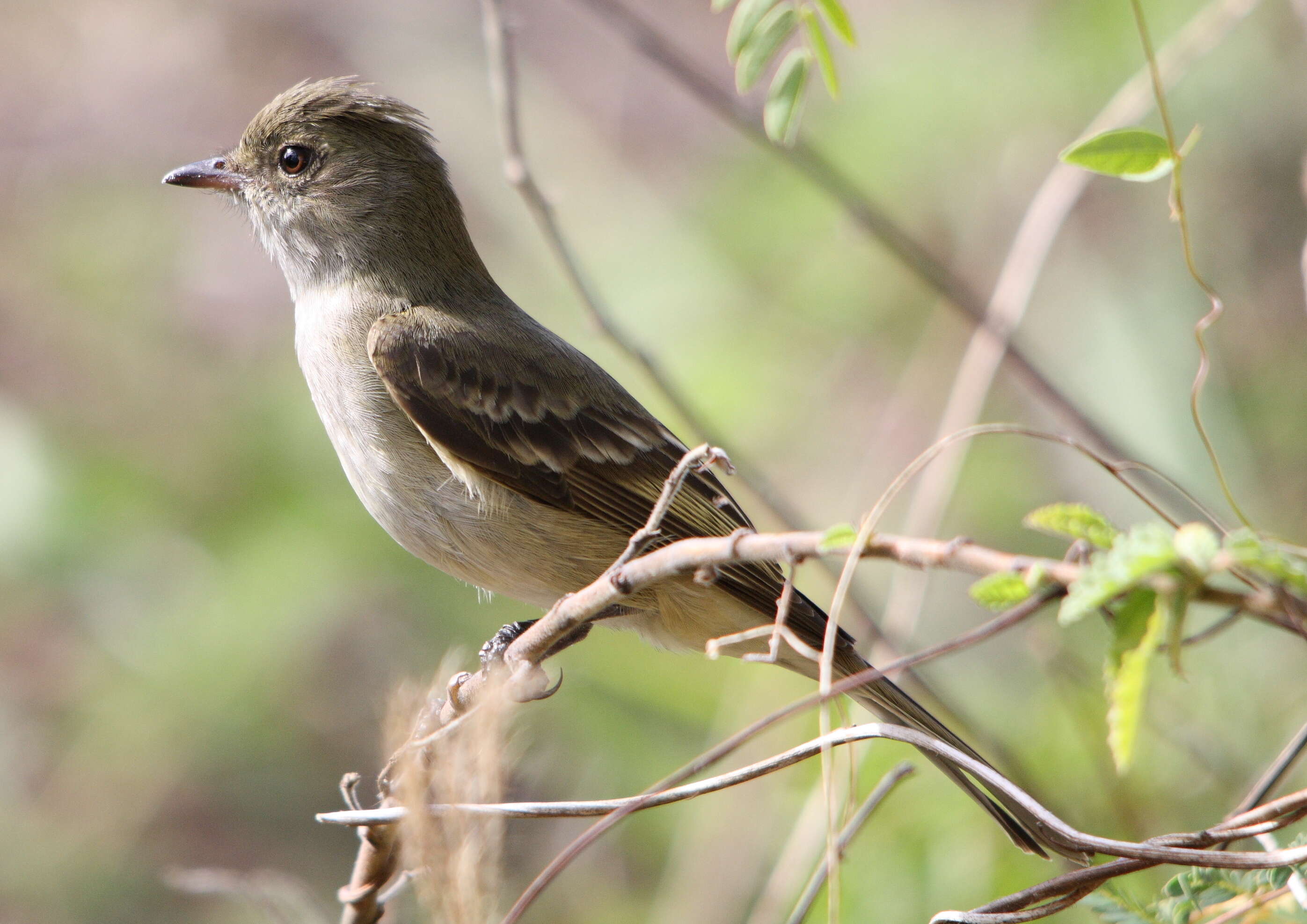 Image of Elaenia Sundevall 1836