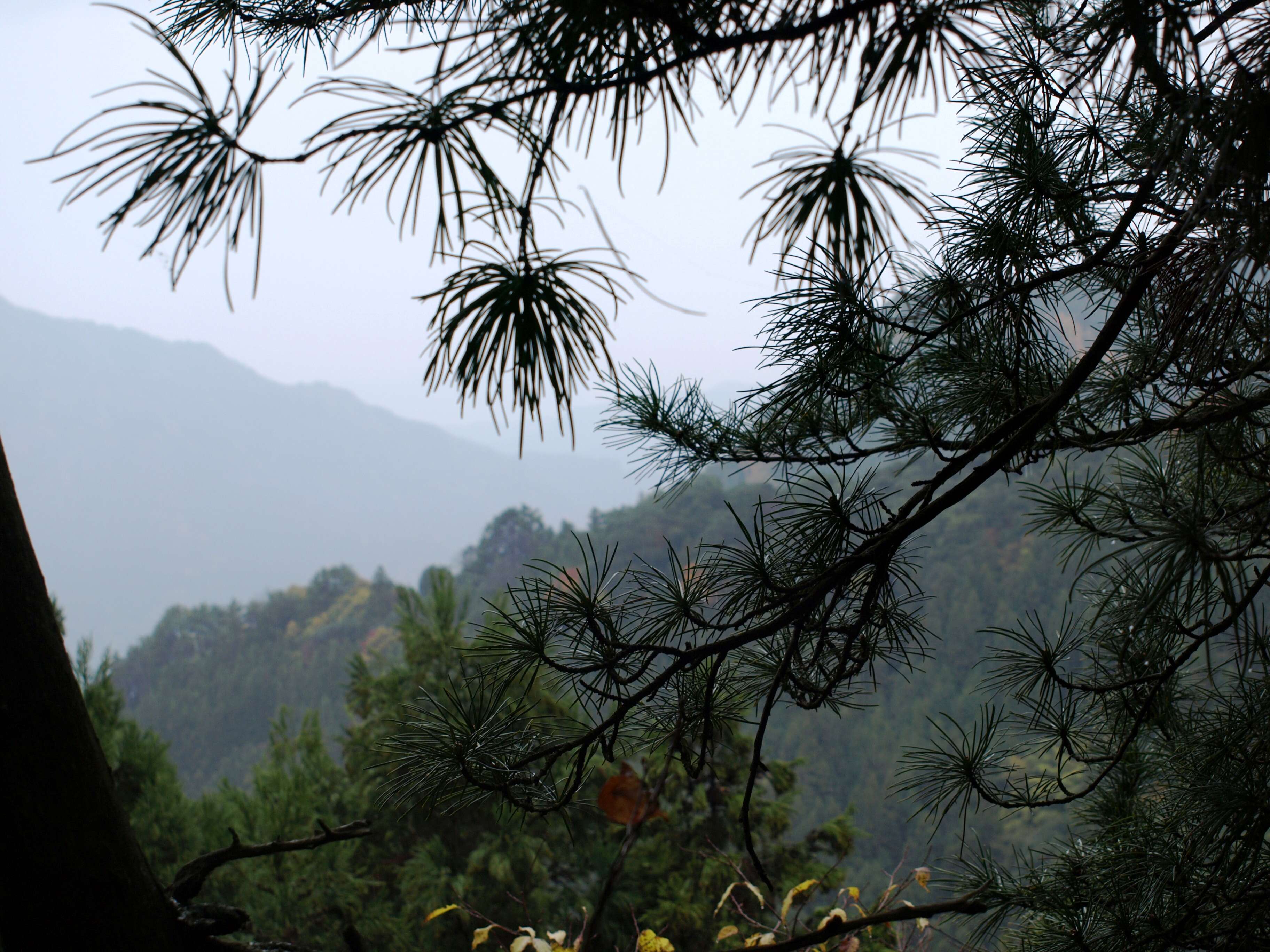 Image of umbrella-pine family